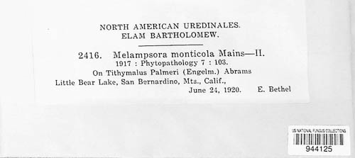 Melampsora monticola image